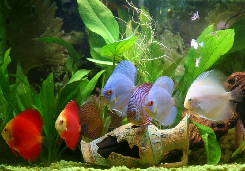 *Assorted Discus Fish - 2.5 inch - 10 Pack